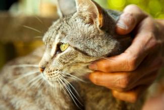 Four Fixes for Feline Behavior Issues Four Fixes for Feline Behavior Issues