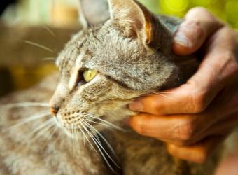 Four Fixes for Feline Behavior Issues Four Fixes for Feline Behavior Issues